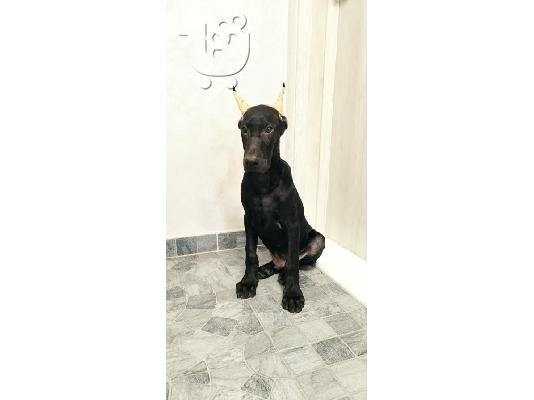 PoulaTo: Μελανιστικοί DOBERMANS